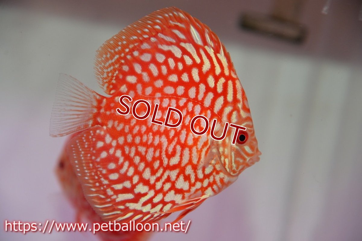 画像2: 【ディスカス】【ディスカス】【通販】スターダストポルカドット5匹【サンプル画像】8-9cm（生体） (2)