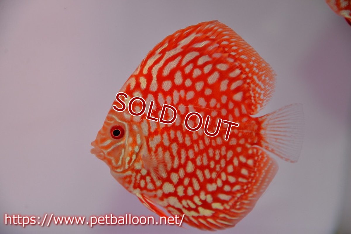 画像3: 【ディスカス】【ディスカス】【通販】スターダストポルカドット5匹【サンプル画像】8-9cm（生体） (3)