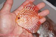 画像7: 【ディスカス】【通販】スターダストポルカドット5匹【サンプル画像】8-9cm（生体） (7)