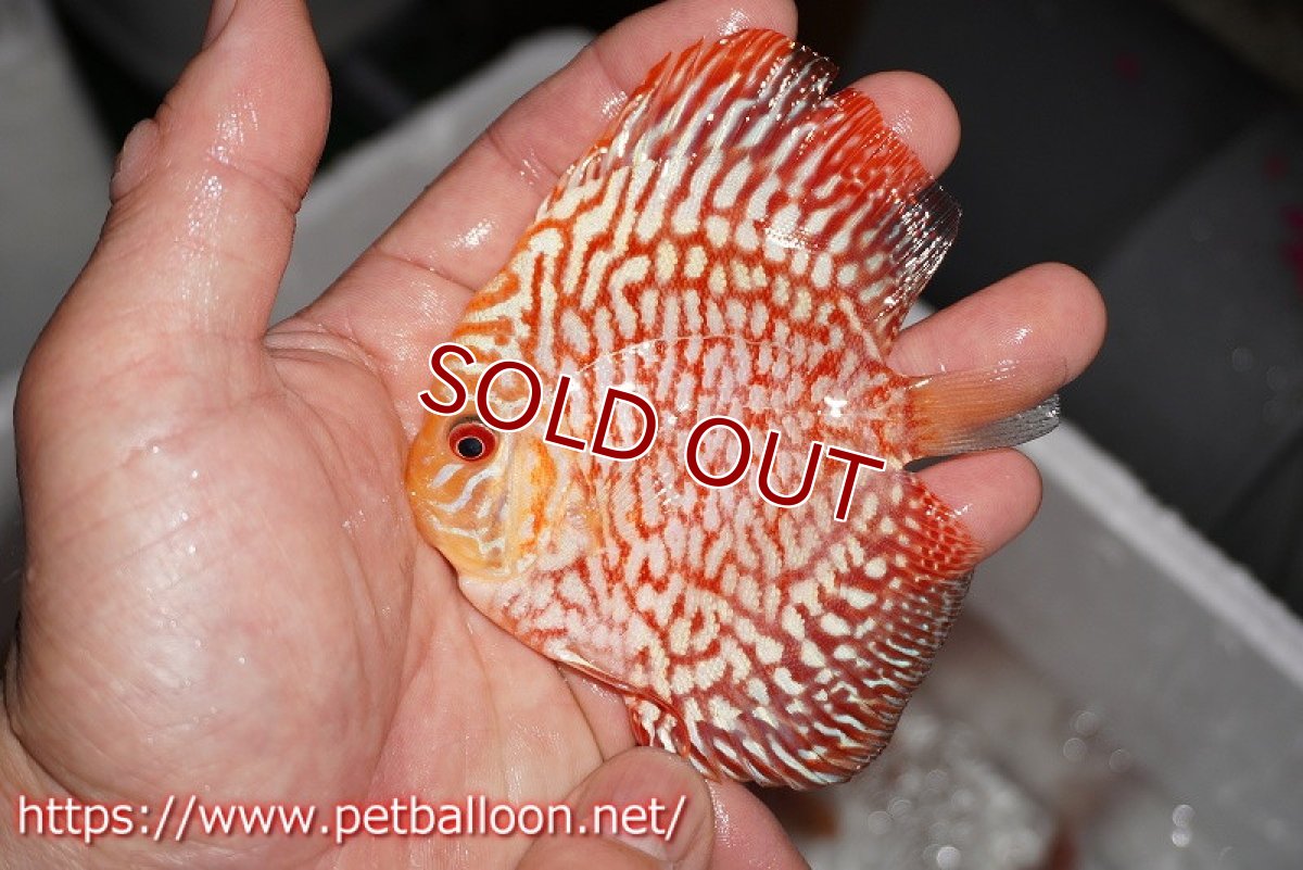 画像8: 【ディスカス】【ディスカス】【通販】スターダストポルカドット5匹【サンプル画像】8-9cm（生体） (8)