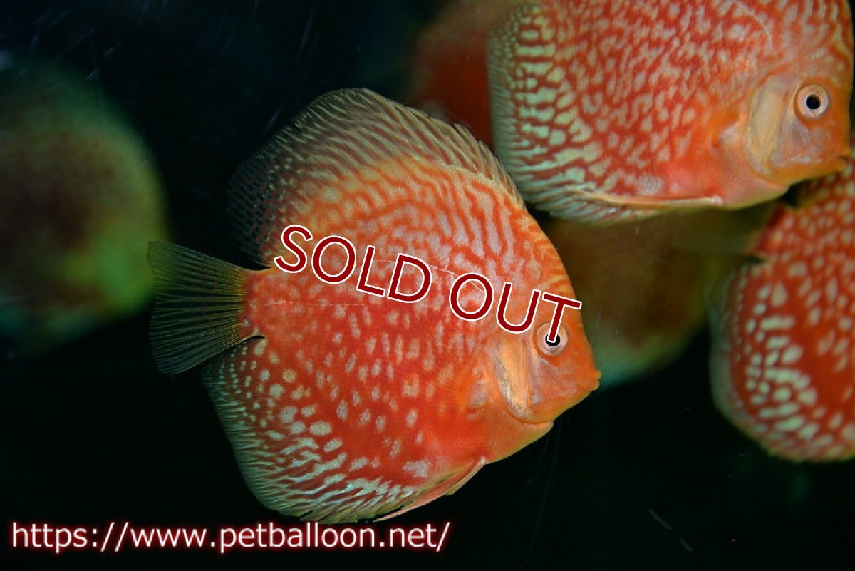 画像2: 【ディスカス】【通販】スターダストレッド5匹【サンプル画像】8-9cm（生体） (2)