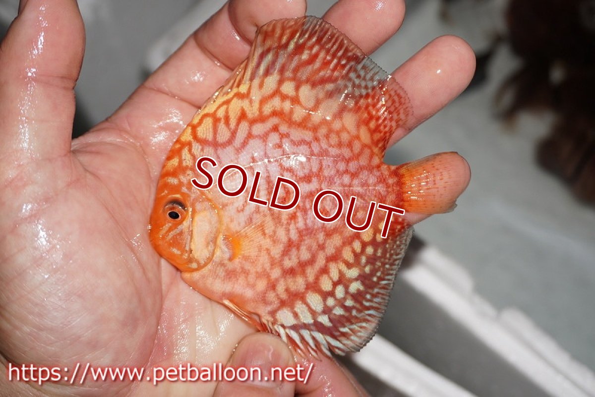 画像3: 【ディスカス】【通販】スターダストレッド5匹【サンプル画像】8-9cm（生体） (3)