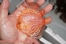 画像3: 【ディスカス】【通販】スターダストレッド5匹【サンプル画像】8-9cm（生体） (3)