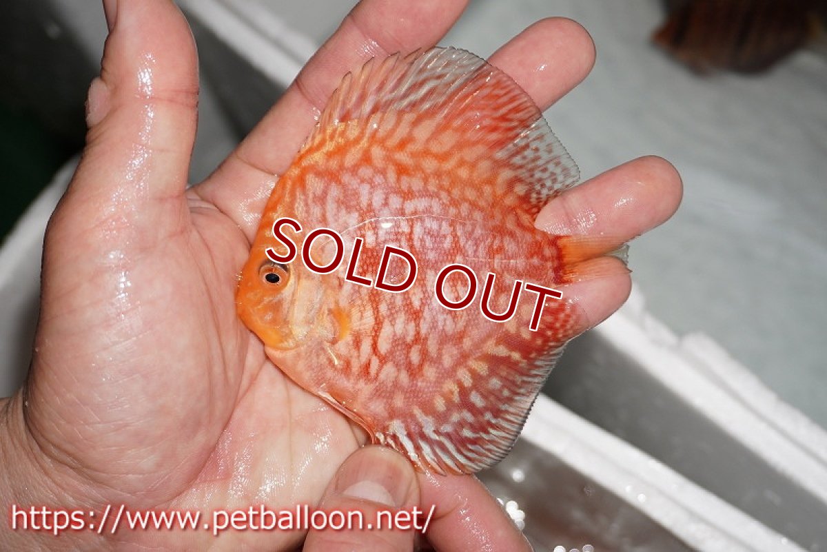 画像4: 【ディスカス】【通販】スターダストレッド5匹【サンプル画像】8-9cm（生体） (4)