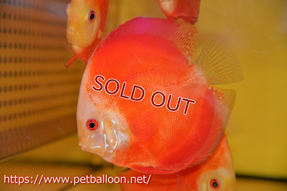 画像2: 【ディスカス】【通販】レッドゴールドダイヤモンド1匹【サンプル画像】11cm （生体）ペナン　ブリーダーTAN CHEE LOK (2)