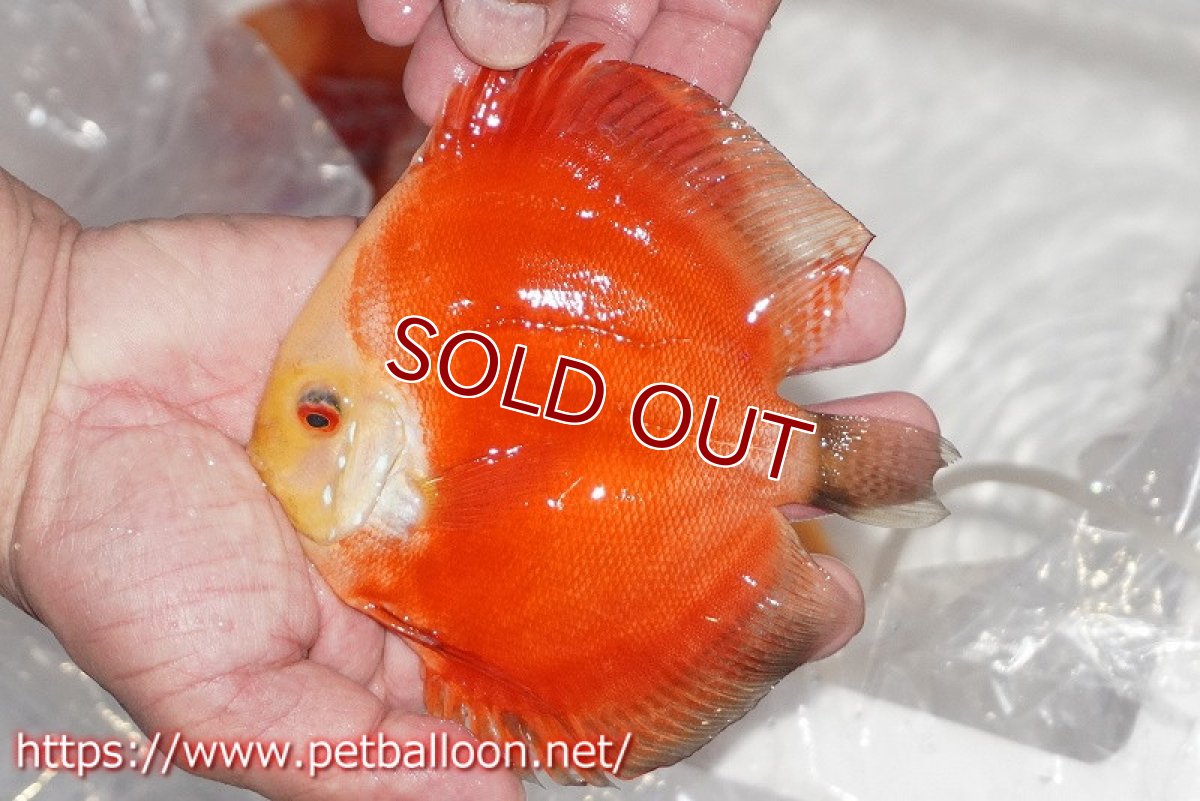 画像3: 【ディスカス】【通販】レッドゴールドダイヤモンド1匹【サンプル画像】11cm （生体）ペナン　ブリーダーTAN CHEE LOK (3)