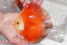 画像3: 【ディスカス】【通販】レッドゴールドダイヤモンド1匹【サンプル画像】11cm （生体）ペナン　ブリーダーTAN CHEE LOK (3)