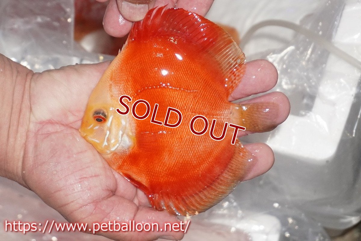 画像4: 【ディスカス】【通販】レッドゴールドダイヤモンド1匹【サンプル画像】11cm （生体）ペナン　ブリーダーTAN CHEE LOK (4)