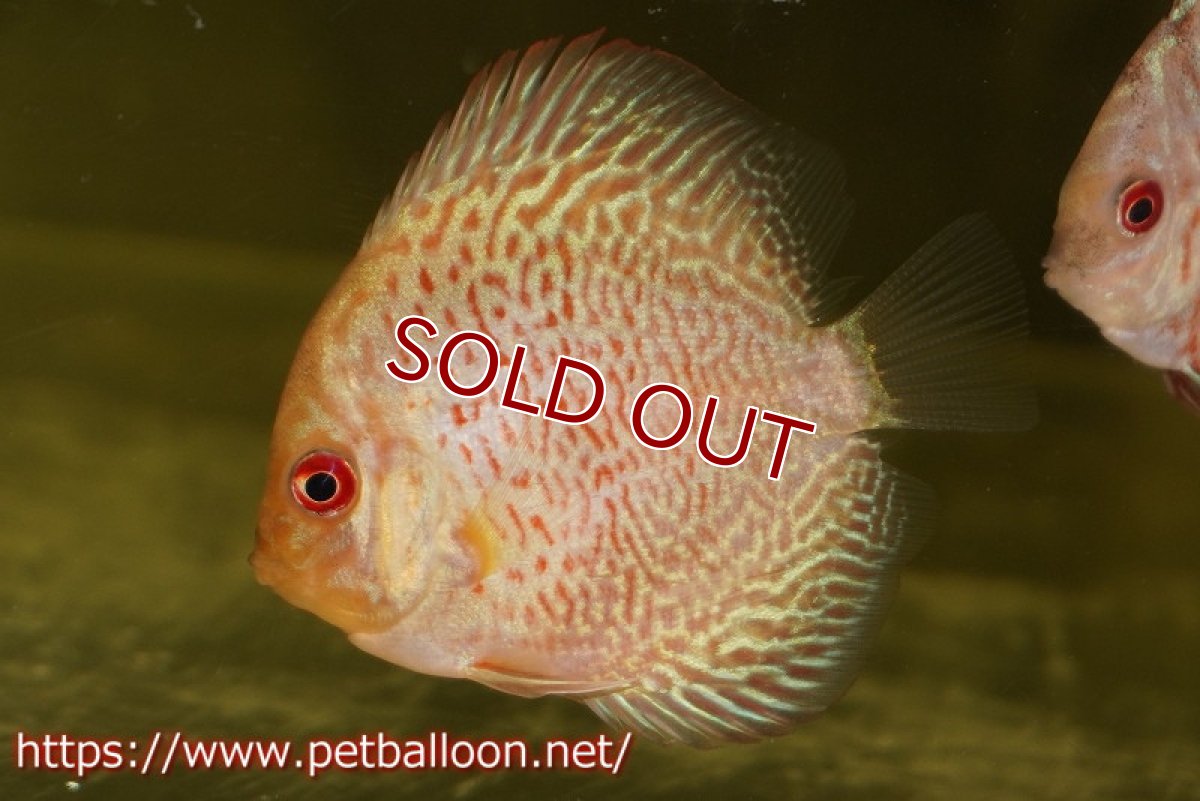 画像2: 【ディスカス】【通販】ゼブラレオパードピジョン1匹【サンプル画像】5-6cm（生体）ペナン　ブリーダーTAN CHEE LOK (2)