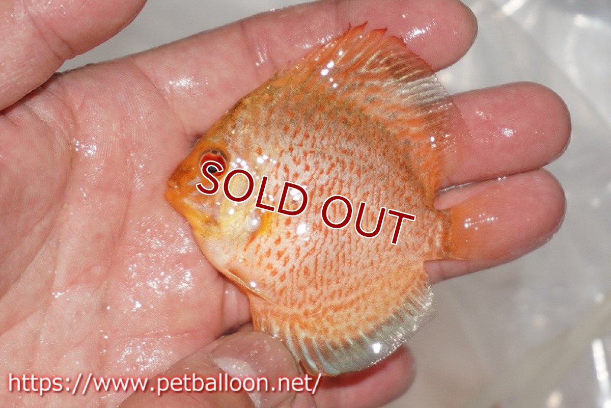 画像3: 【ディスカス】【通販】ゼブラレオパードピジョン1匹【サンプル画像】5-6cm（生体）ペナン　ブリーダーTAN CHEE LOK (3)