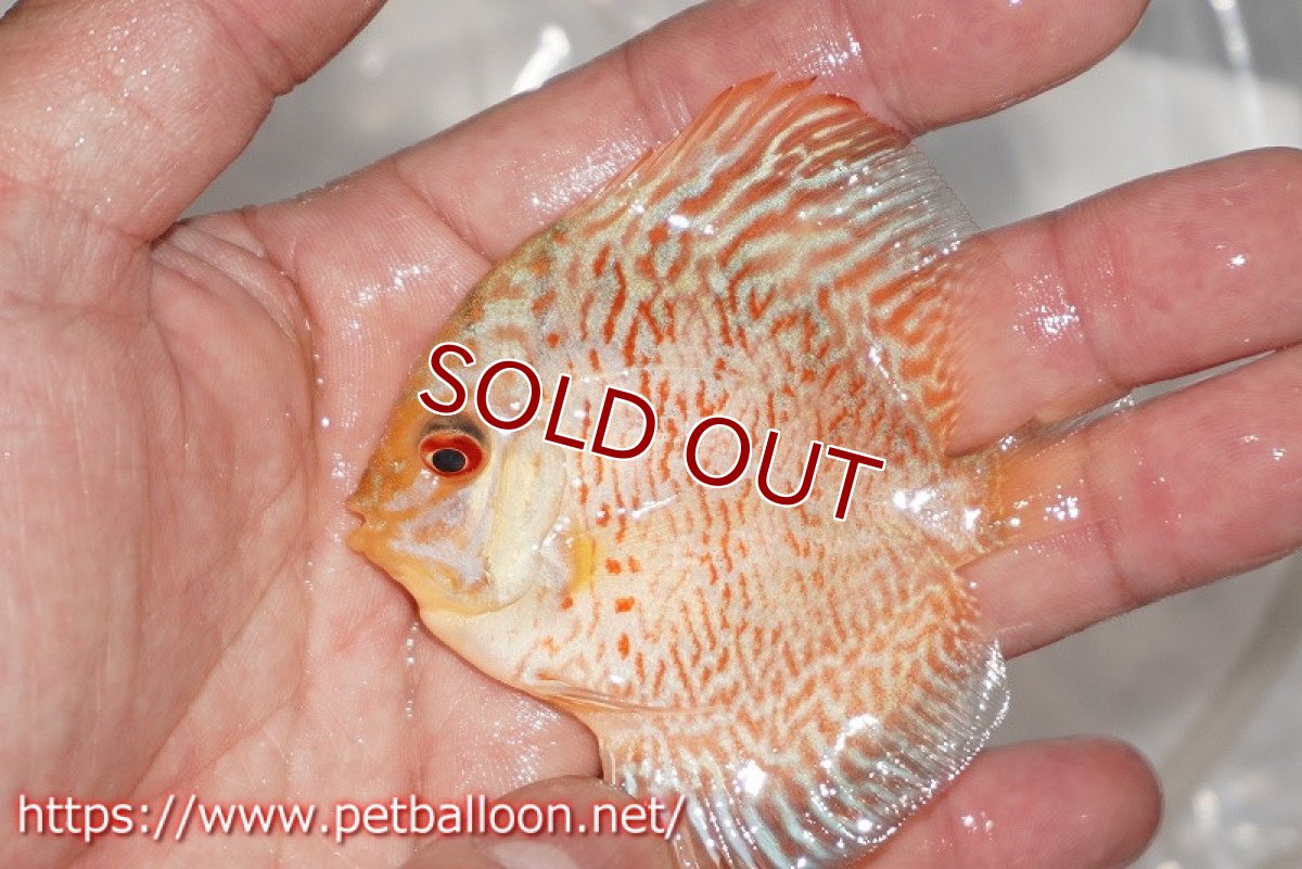 画像4: 【ディスカス】【通販】ゼブラレオパードピジョン1匹【サンプル画像】5-6cm（生体）ペナン　ブリーダーTAN CHEE LOK (4)