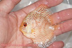 画像4: 【ディスカス】【通販】ゼブラレオパードピジョン1匹【サンプル画像】5-6cm（生体）ペナン　ブリーダーTAN CHEE LOK (4)