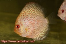 画像2: 【ディスカス】【通販】ゼブラレオパードピジョン5匹【サンプル画像】5-6cm（生体）ペナン　ブリーダーTAN CHEE LOK (2)
