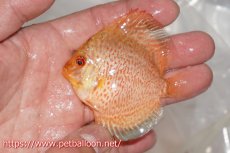 画像3: 【ディスカス】【通販】ゼブラレオパードピジョン5匹【サンプル画像】5-6cm（生体）ペナン　ブリーダーTAN CHEE LOK (3)