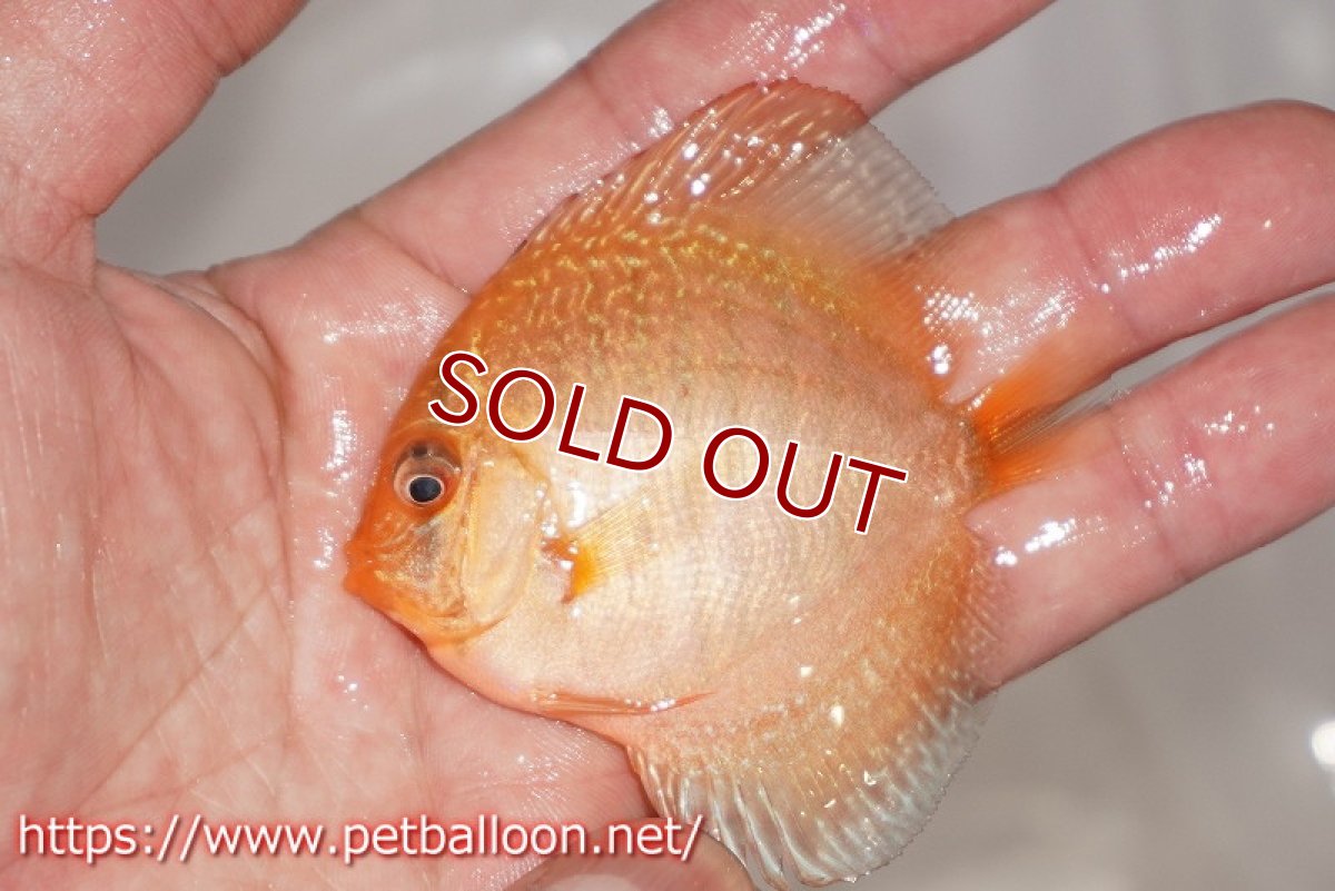 画像3: 【ディスカス】【通販】ブルーアナコンダ1匹【サンプル画像】5-6cm（生体）ペナン　ブリーダーTAN CHEE LOK (3)