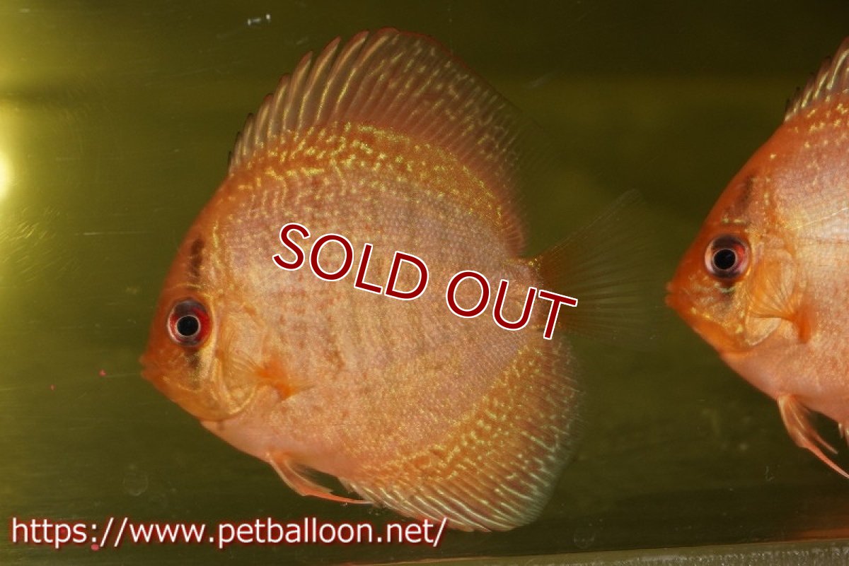 画像2: 【ディスカス】【通販】ブルーアナコンダ3匹【サンプル画像】5-6cm（生体）ペナン　ブリーダーTAN CHEE LOK (2)