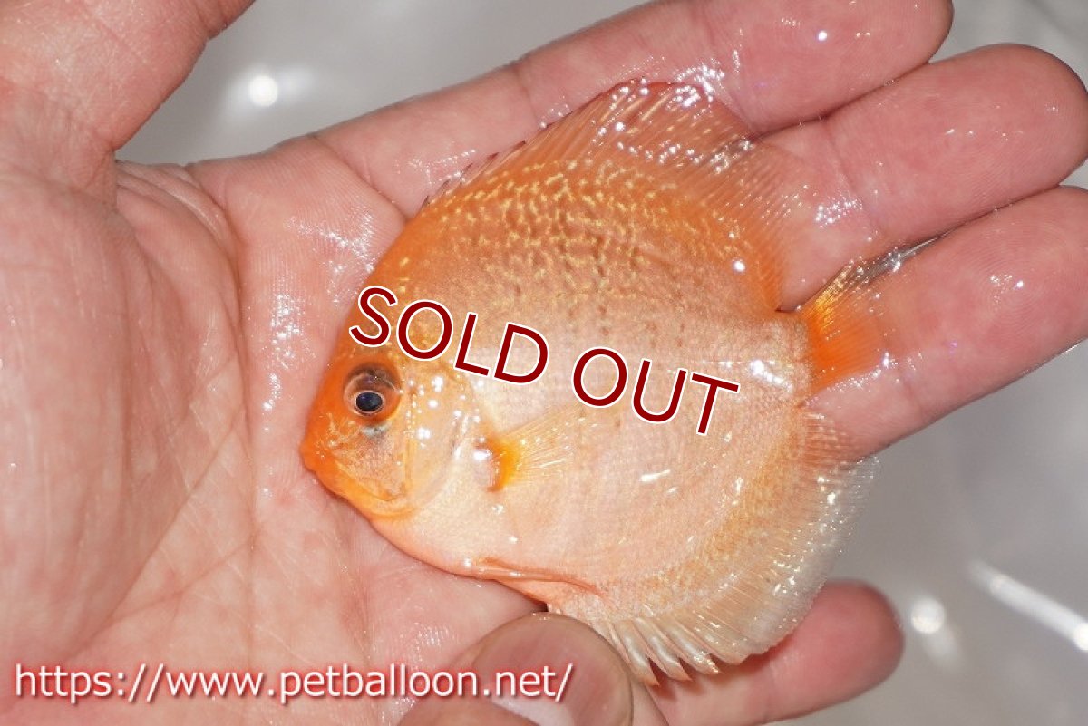 画像4: 【ディスカス】【通販】ブルーアナコンダ3匹【サンプル画像】5-6cm（生体）ペナン　ブリーダーTAN CHEE LOK (4)