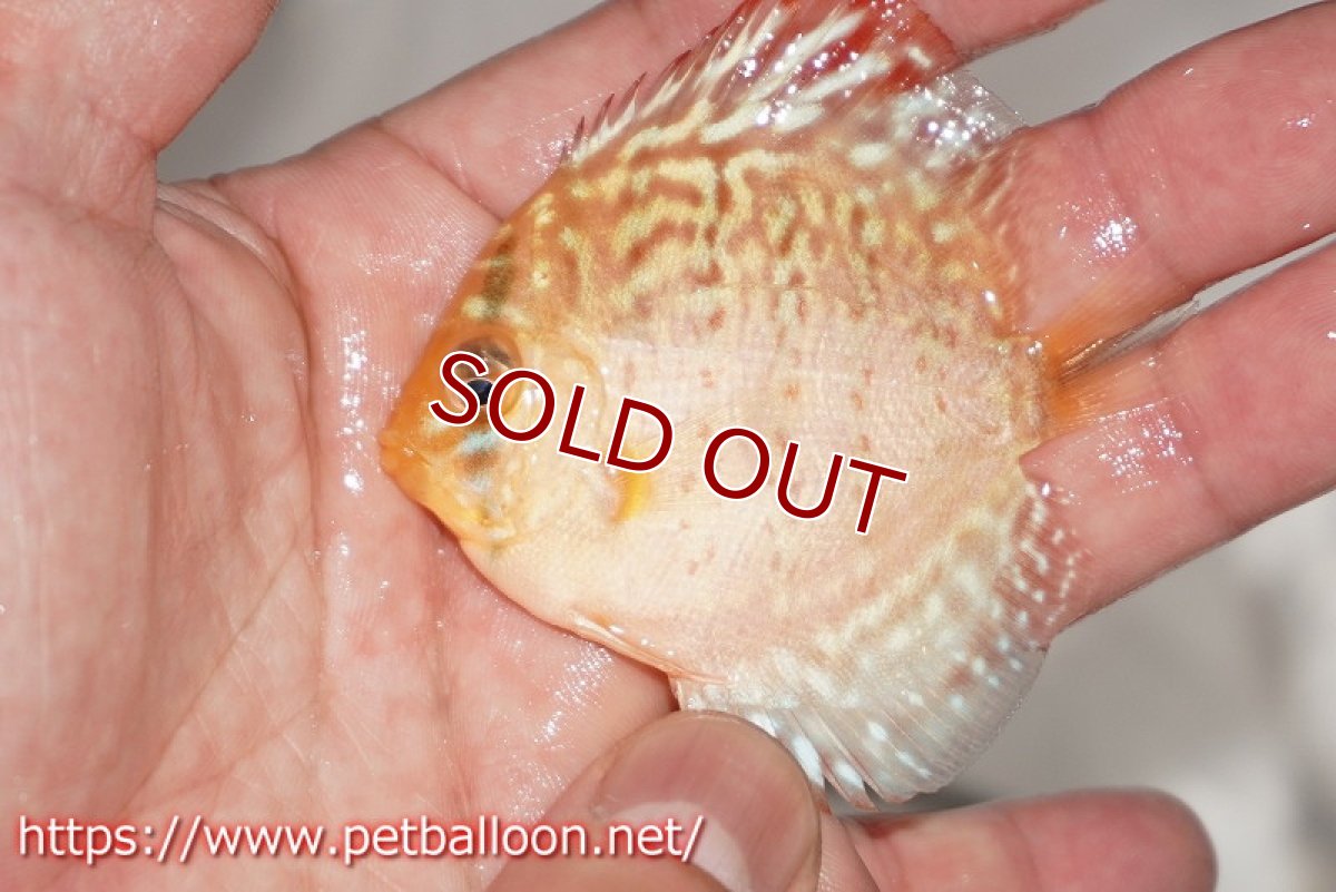 画像3: 【ディスカス】【通販】レッドスポットグリーン3匹【サンプル画像】5-6cm（生体）ペナン　ブリーダーTAN CHEE LOK (3)