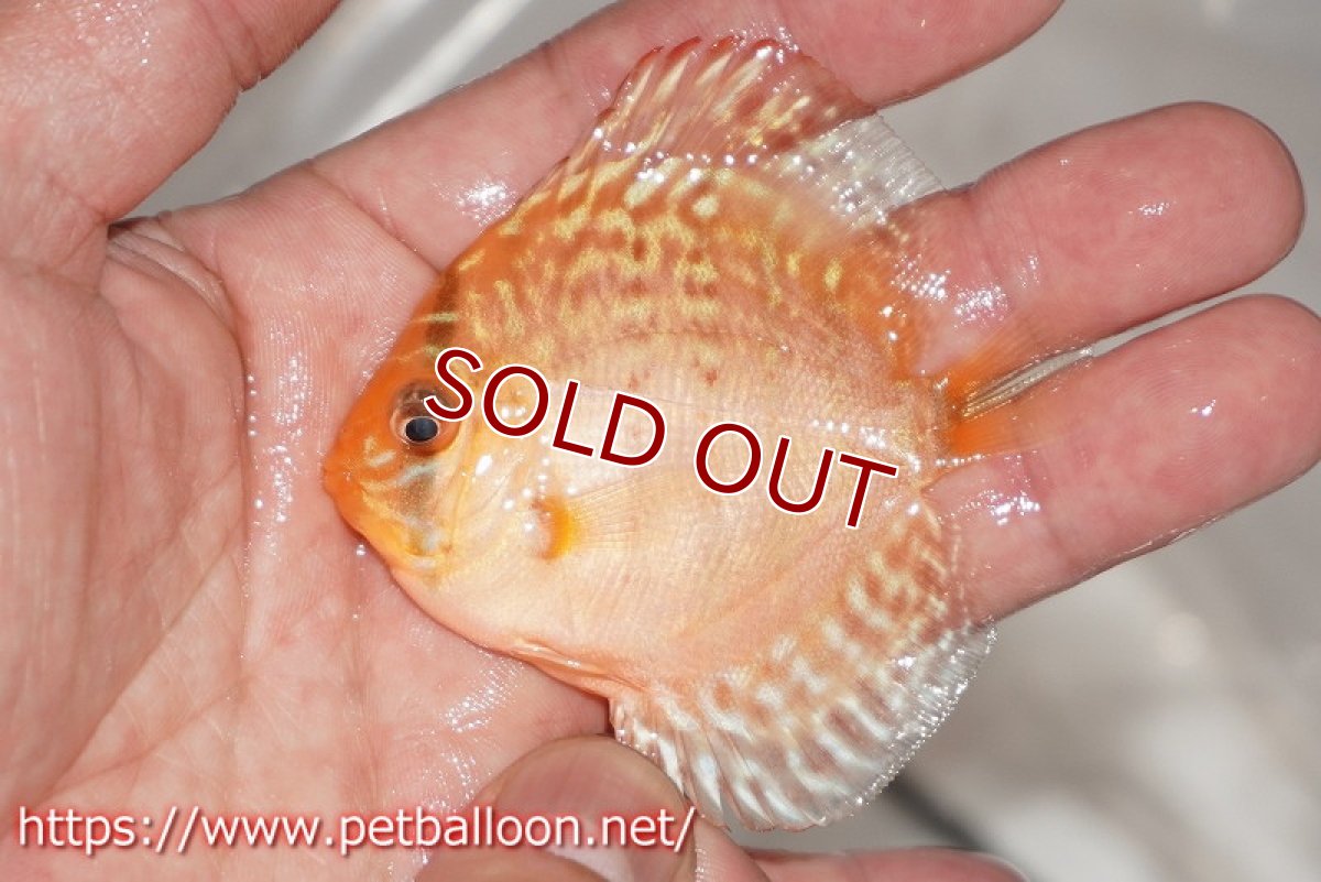 画像4: 【ディスカス】【通販】レッドスポットグリーン5匹【サンプル画像】5-6cm（生体）ペナン　ブリーダーTAN CHEE LOK (4)