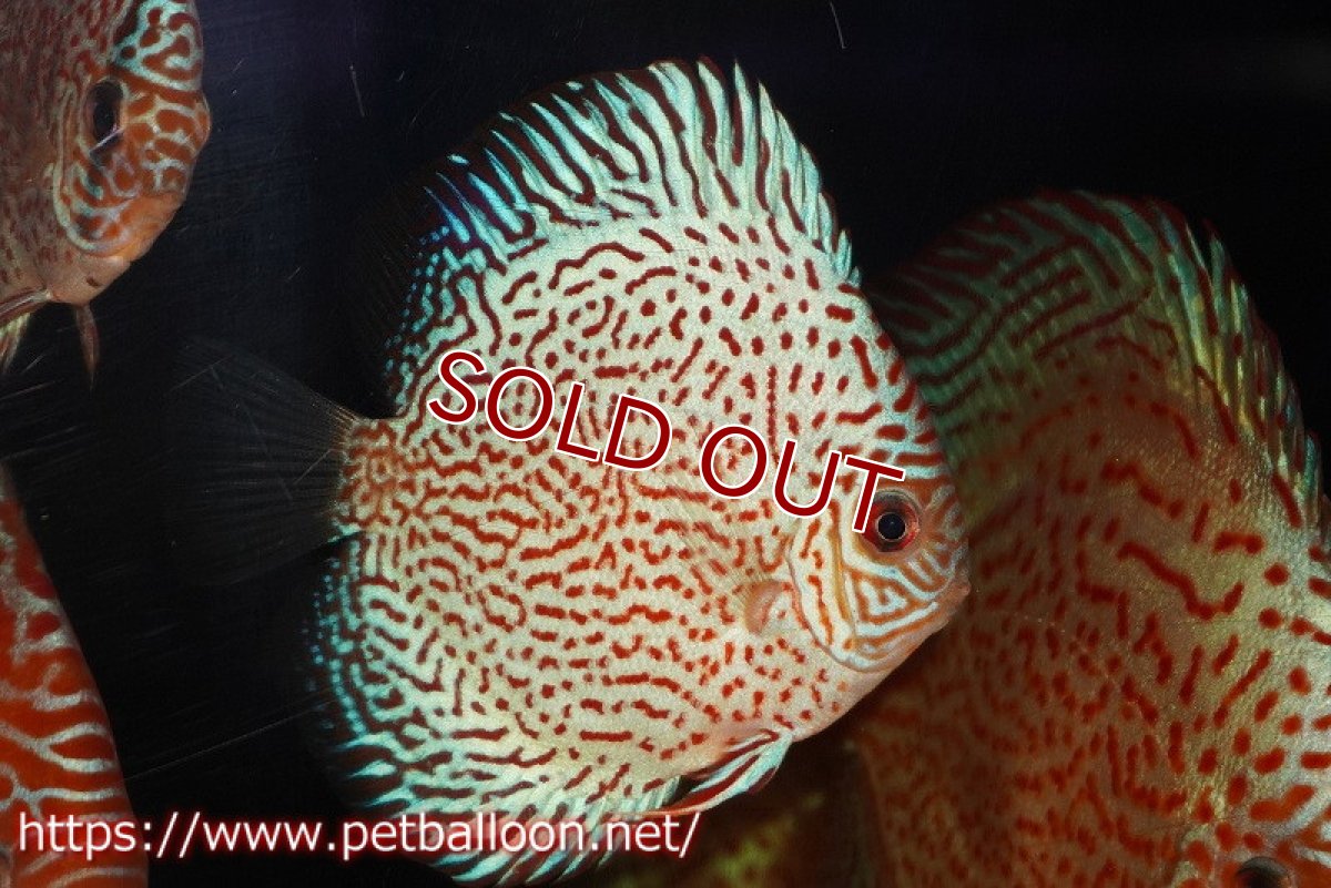 画像2: 【ディスカス】【通販】レッドキングバイパー（スーパーファインパターン）3匹【サンプル画像】9cm（生体）ペナン　ブリーダー コイケンロック (2)