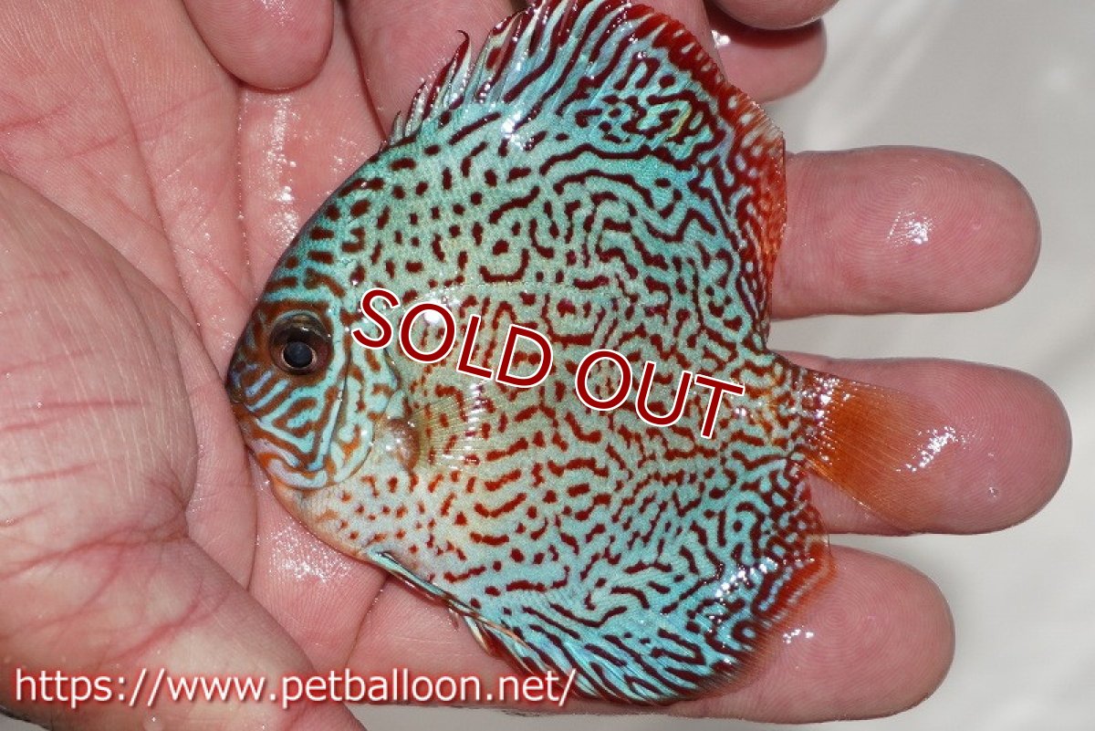 画像4: 【ディスカス】【通販】レッドキングバイパー（スーパーファインパターン）3匹【サンプル画像】9cm（生体）ペナン　ブリーダー コイケンロック (4)