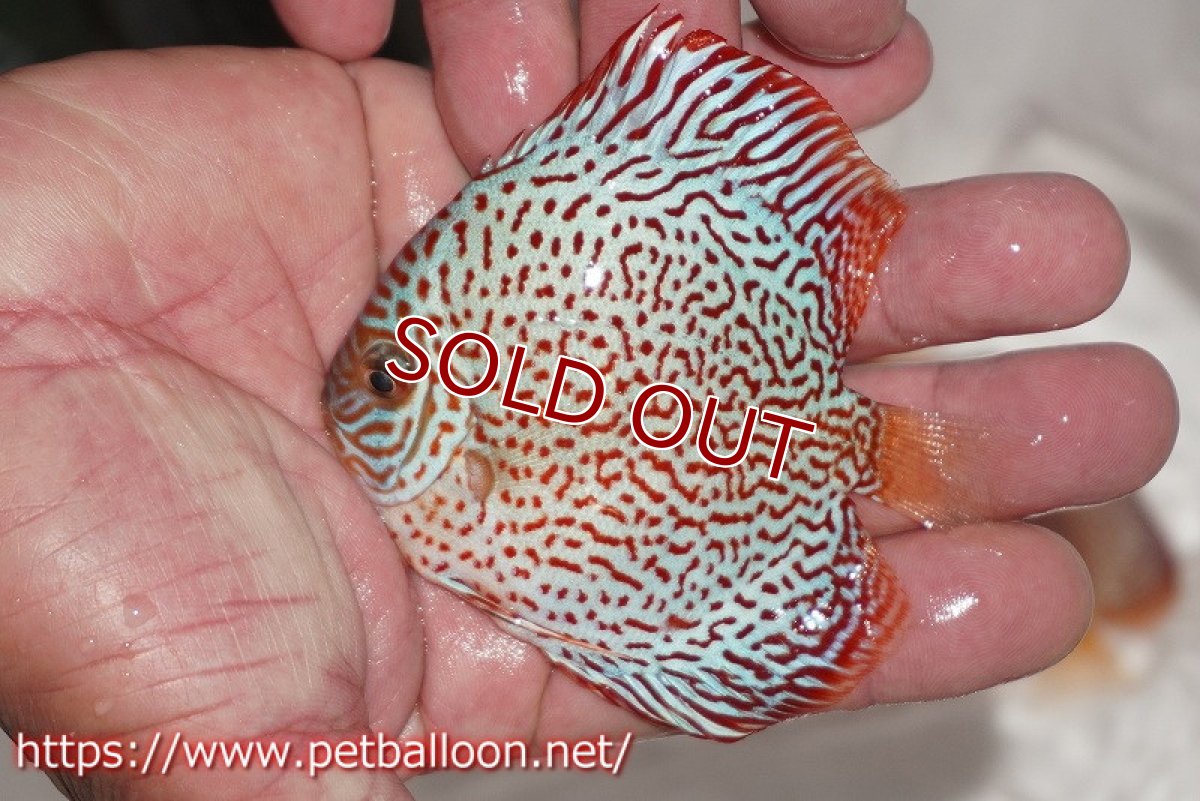 画像5: 【ディスカス】【通販】レッドキングバイパー（スーパーファインパターン）5匹【サンプル画像】9cm（生体）ペナン　ブリーダー コイケンロック (5)