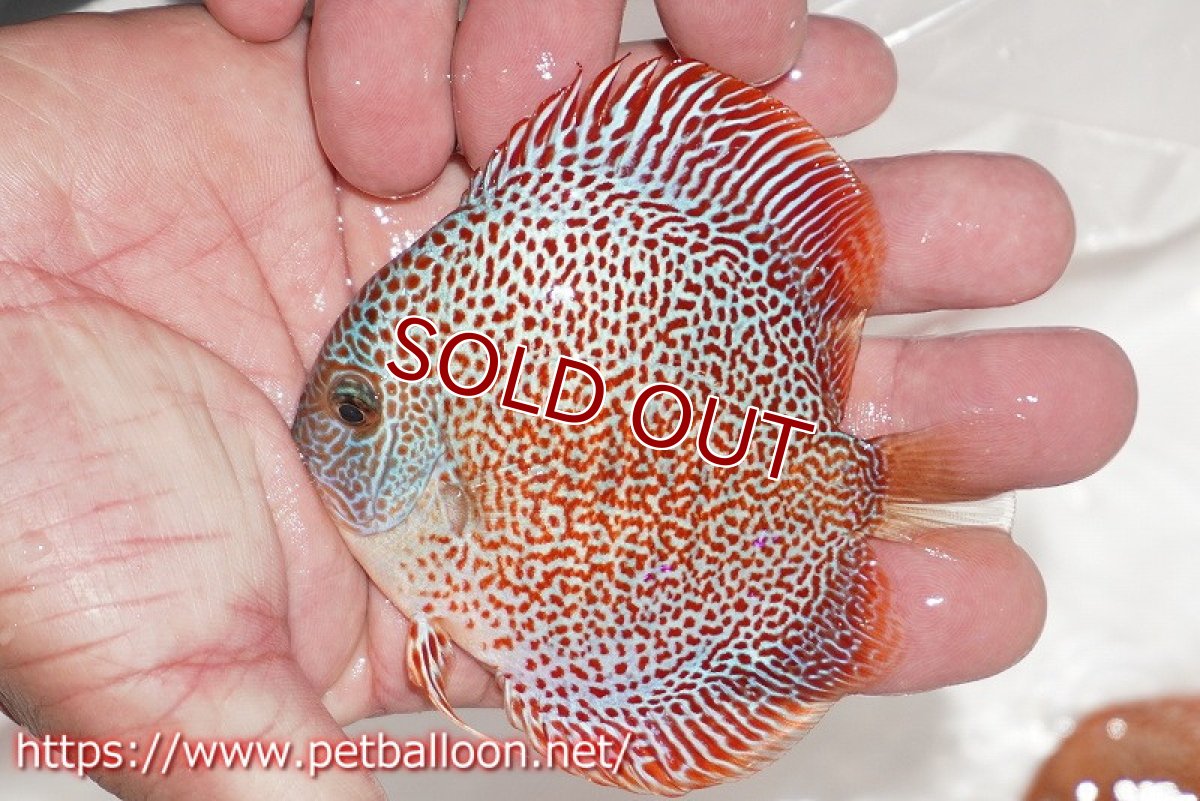 画像3: 【ディスカス】【通販】キングパンサー（スーパーファインパターン）1匹【サンプル画像】9cm（生体）ペナン　ブリーダー コイケンロック (3)