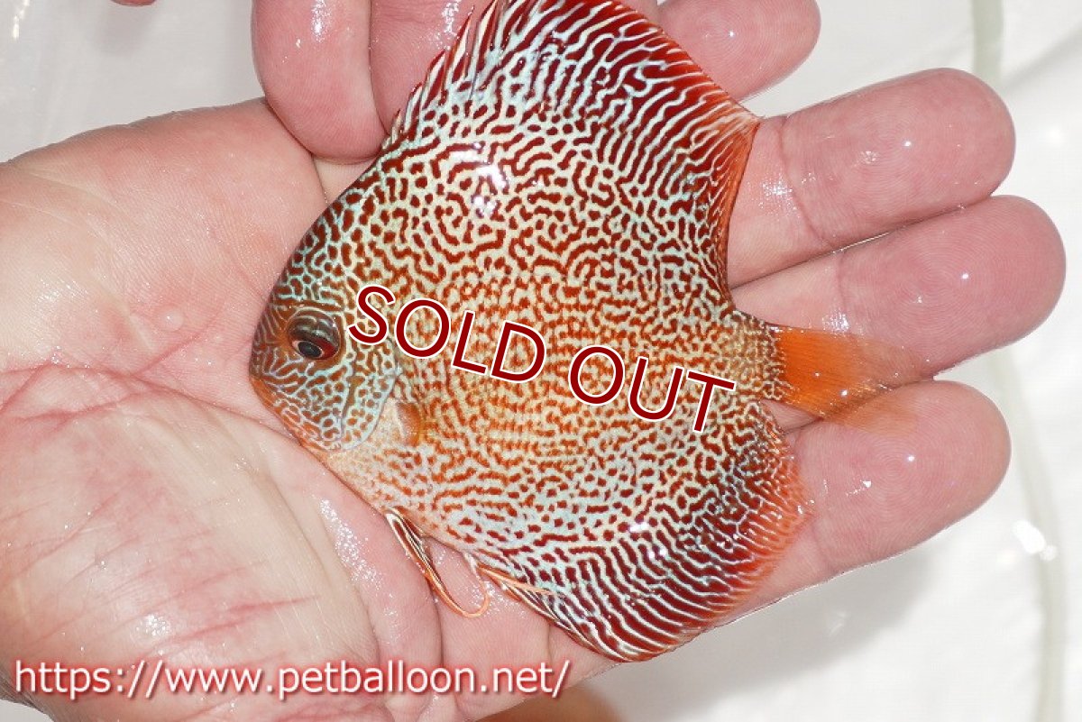 画像5: 【ディスカス】【通販】キングパンサー（スーパーファインパターン）3匹【サンプル画像】9cm（生体）ペナン　ブリーダー コイケンロック (5)