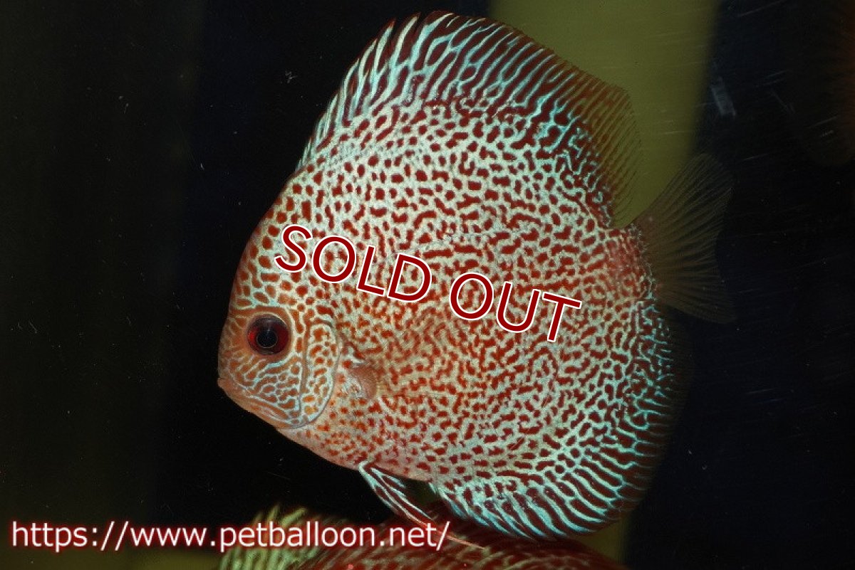 画像2: 【ディスカス】【通販】キングパンサー（スーパーファインパターン）5匹【サンプル画像】9cm（生体）ペナン　ブリーダー コイケンロック (2)