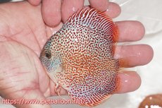 画像3: 【ディスカス】【通販】キングパンサー（スーパーファインパターン）5匹【サンプル画像】9cm（生体）ペナン　ブリーダー コイケンロック (3)