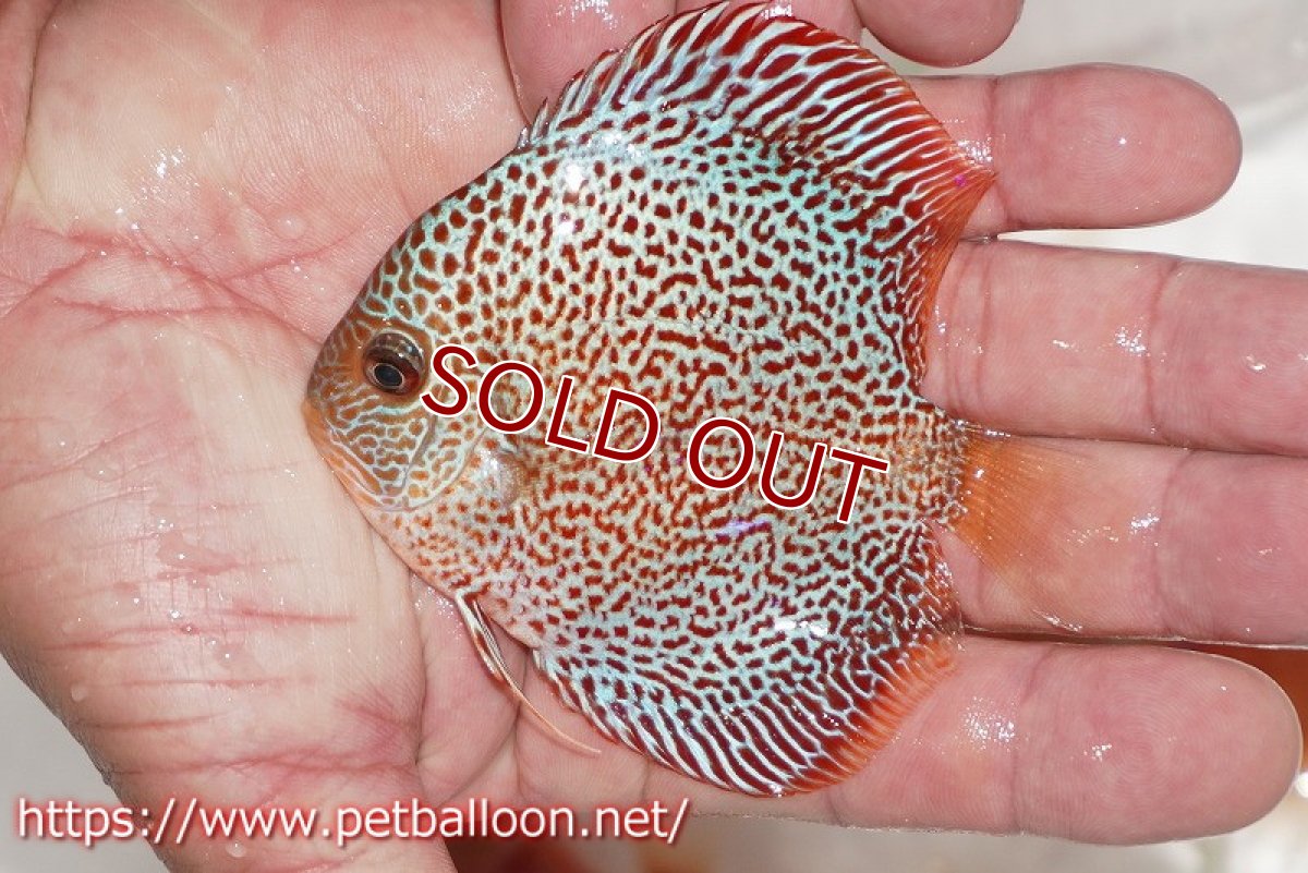 画像4: 【ディスカス】【通販】キングパンサー（スーパーファインパターン）5匹【サンプル画像】9cm（生体）ペナン　ブリーダー コイケンロック (4)