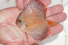 画像5: 【ディスカス】【通販】キングパンサー（スーパーファインパターン）5匹【サンプル画像】9cm（生体）ペナン　ブリーダー コイケンロック (5)