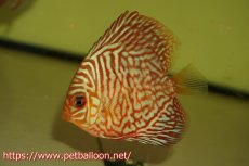 画像2: 【ディスカス】【通販】ハイボディタイガー1匹【サンプル画像】6-7cm（生体）ペナン　ブリーダー コイケンロック (2)