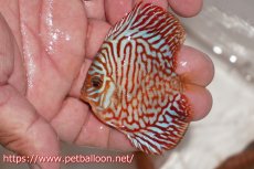 画像4: 【ディスカス】【通販】ハイボディタイガー1匹【サンプル画像】6-7cm（生体）ペナン　ブリーダー コイケンロック (4)