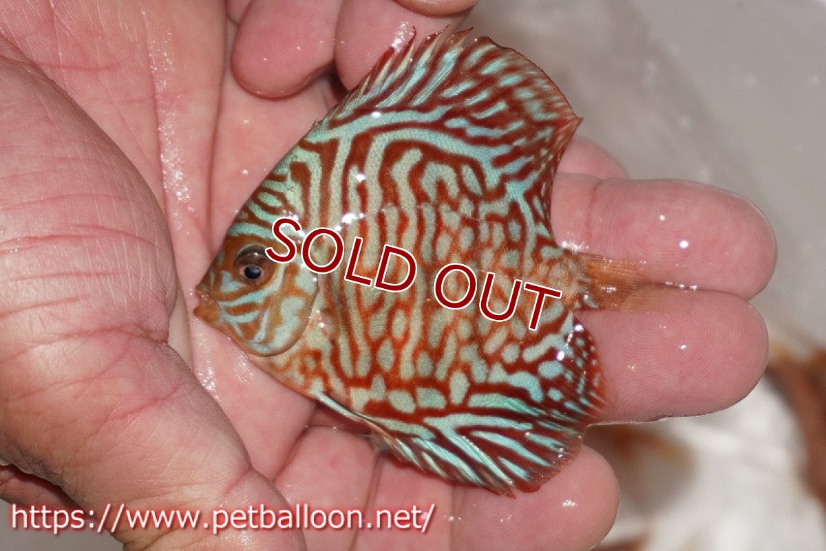 画像3: 【ディスカス】【通販】ハイボディタイガー3匹【サンプル画像】6-7cm（生体）ペナン　ブリーダー コイケンロック (3)