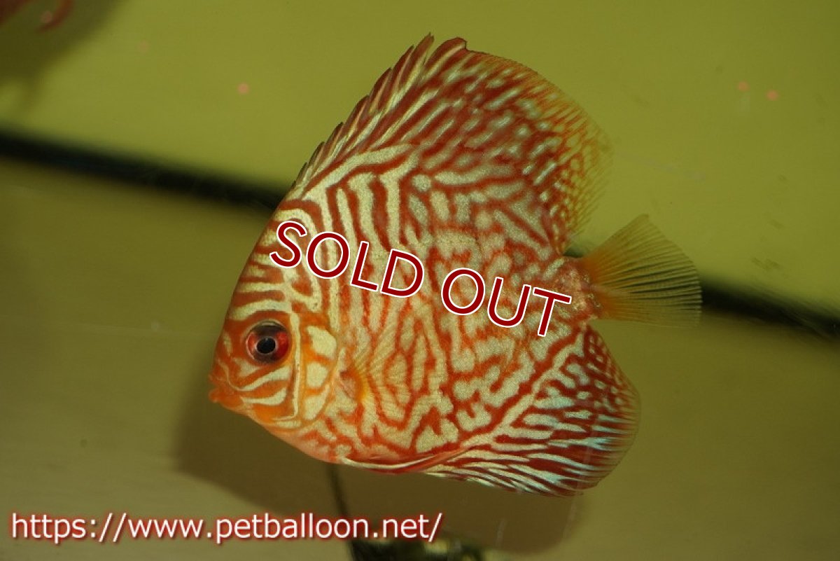 画像2: 【ディスカス】【通販】ハイボディタイガー5匹【サンプル画像】6-7cm（生体）ペナン　ブリーダー コイケンロック (2)