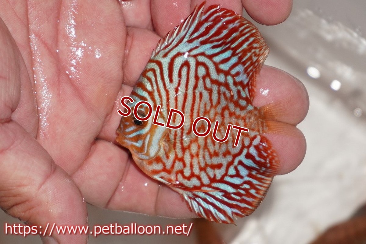 画像4: 【ディスカス】【通販】ハイボディタイガー5匹【サンプル画像】6-7cm（生体）ペナン　ブリーダー コイケンロック (4)