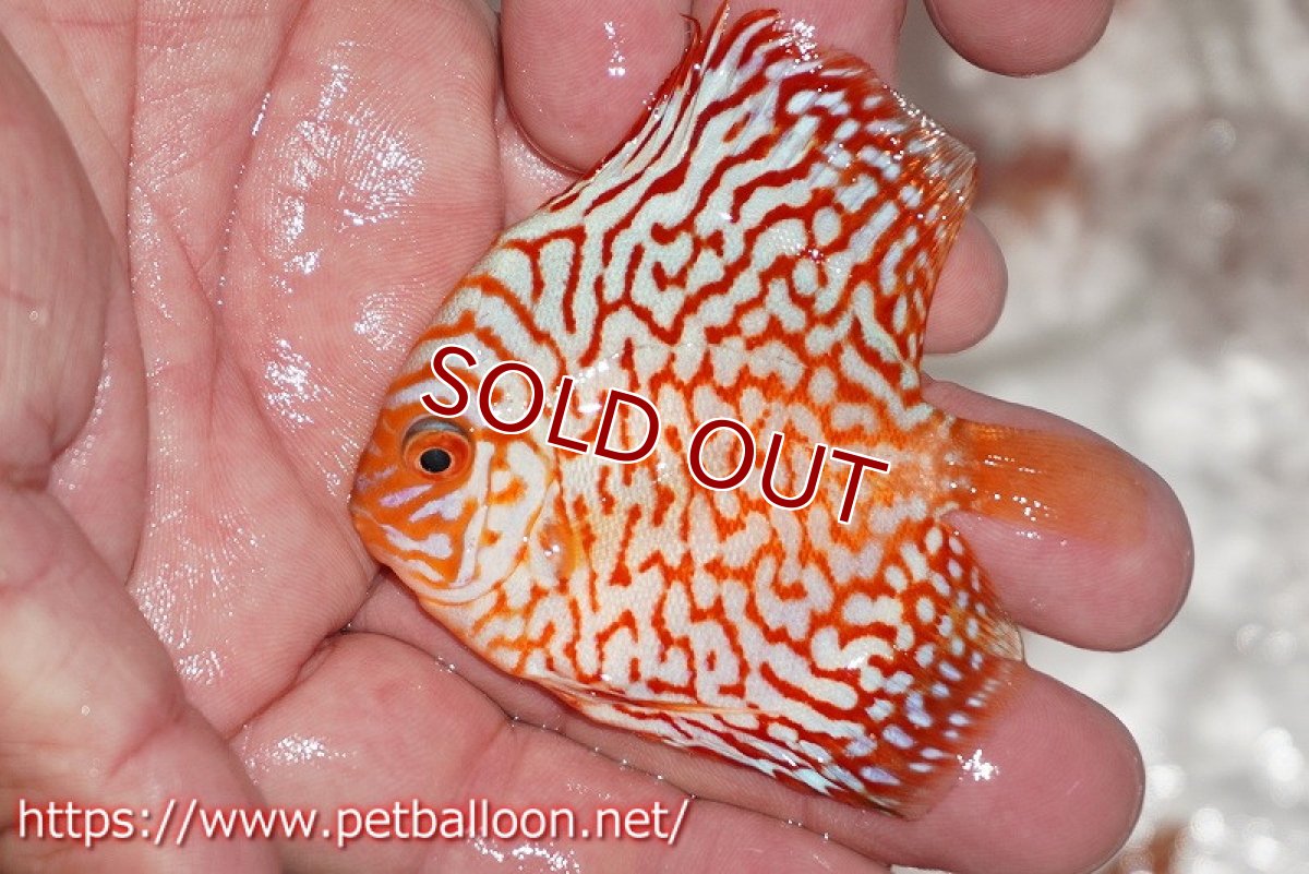 画像3: 【ディスカス】【通販】ハイボディスーパーレッドジャガー1匹【サンプル画像】6-7cm（生体）ペナン　ブリーダー コイケンロック (3)