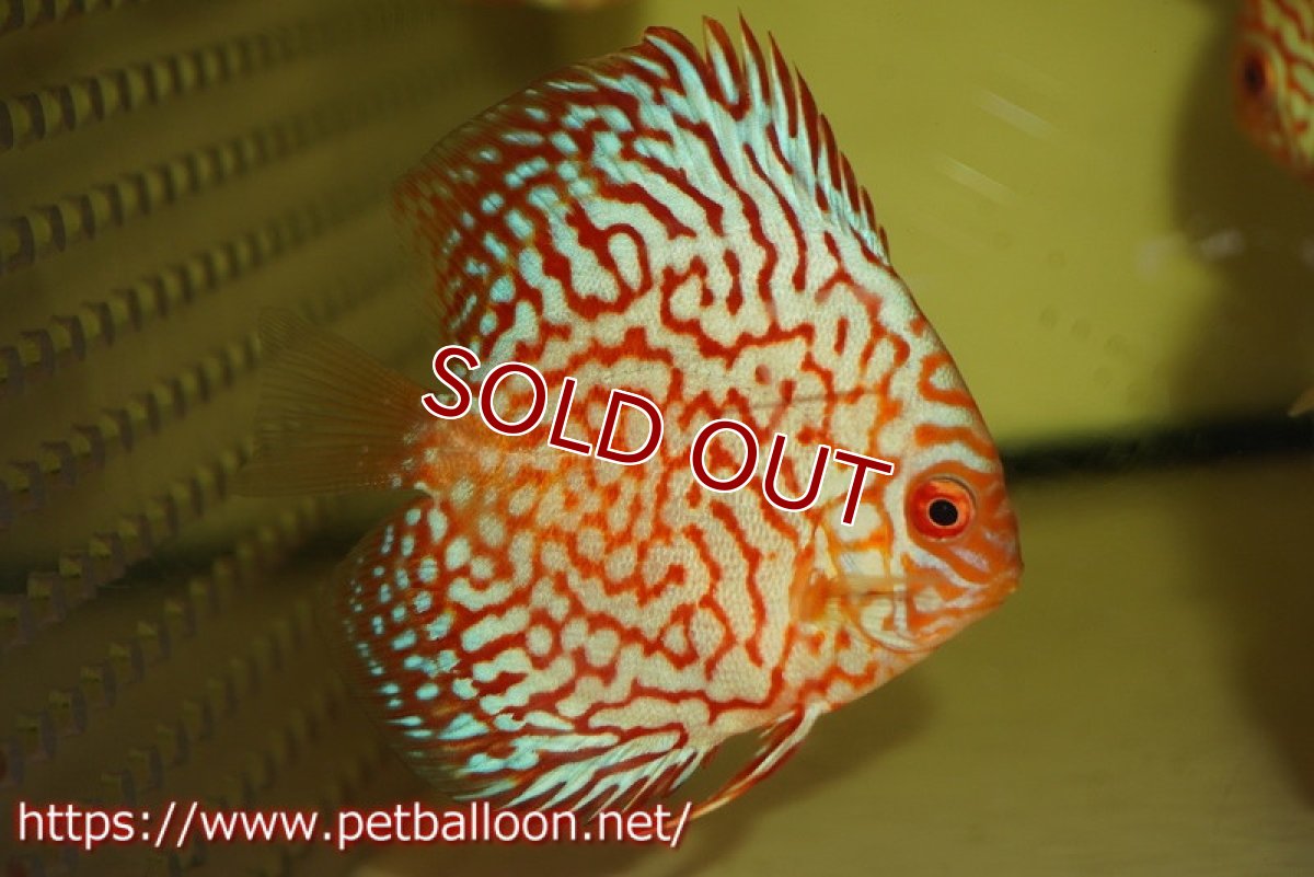 画像2: 【ディスカス】【通販】ハイボディスーパーレッドジャガー3匹【サンプル画像】6-7cm（生体）ペナン　ブリーダー コイケンロック (2)