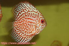画像1: 【ディスカス】【通販】ハイボディスーパーレッドジャガー5匹【サンプル画像】6-7cm（生体）ペナン　ブリーダー コイケンロック (1)