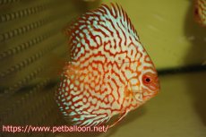 画像2: 【ディスカス】【通販】ハイボディスーパーレッドジャガー5匹【サンプル画像】6-7cm（生体）ペナン　ブリーダー コイケンロック (2)