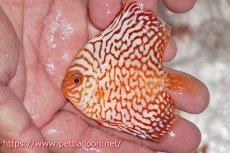 画像3: 【ディスカス】【通販】ハイボディスーパーレッドジャガー5匹【サンプル画像】6-7cm（生体）ペナン　ブリーダー コイケンロック (3)
