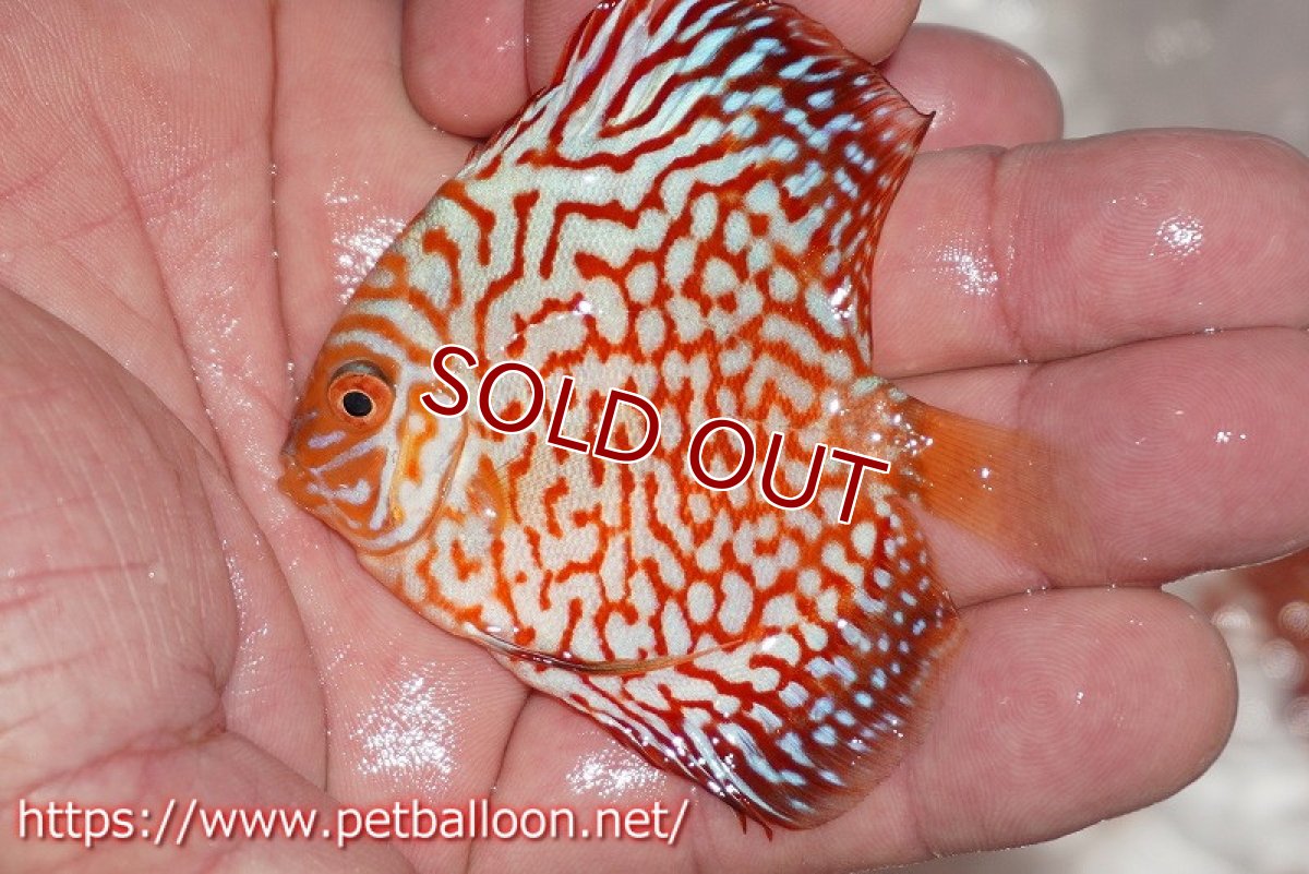 画像4: 【ディスカス】【通販】ハイボディスーパーレッドジャガー5匹【サンプル画像】6-7cm（生体）ペナン　ブリーダー コイケンロック (4)