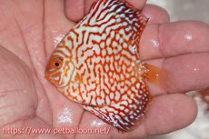 画像4: 【ディスカス】【通販】ハイボディスーパーレッドジャガー5匹【サンプル画像】6-7cm（生体）ペナン　ブリーダー コイケンロック (4)