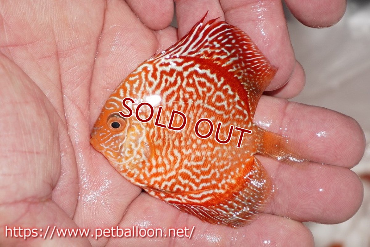 画像3: 【ディスカス】【通販】ハイボディスーパーレッドジャガースネーク1匹【サンプル画像】6-7cm（生体）ペナン　ブリーダー コイケンロック (3)