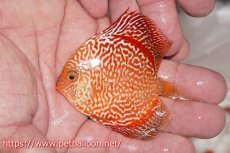 画像3: 【ディスカス】【通販】ハイボディスーパーレッドジャガースネーク1匹【サンプル画像】6-7cm（生体）ペナン　ブリーダー コイケンロック (3)