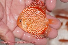 画像4: 【ディスカス】【通販】ハイボディスーパーレッドジャガースネーク1匹【サンプル画像】6-7cm（生体）ペナン　ブリーダー コイケンロック (4)