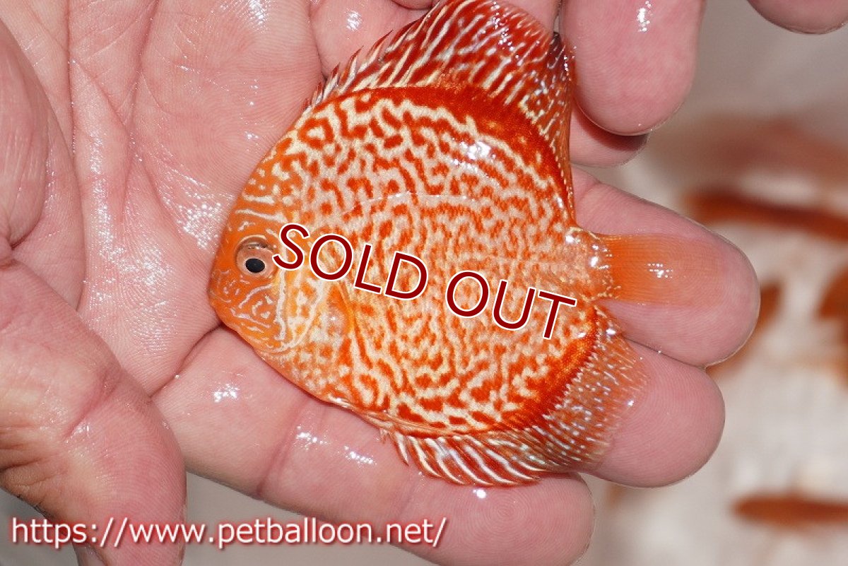 画像4: 【ディスカス】【通販】ハイボディスーパーレッドジャガースネーク3匹【サンプル画像】6-7cm（生体）ペナン　ブリーダー コイケンロック (4)