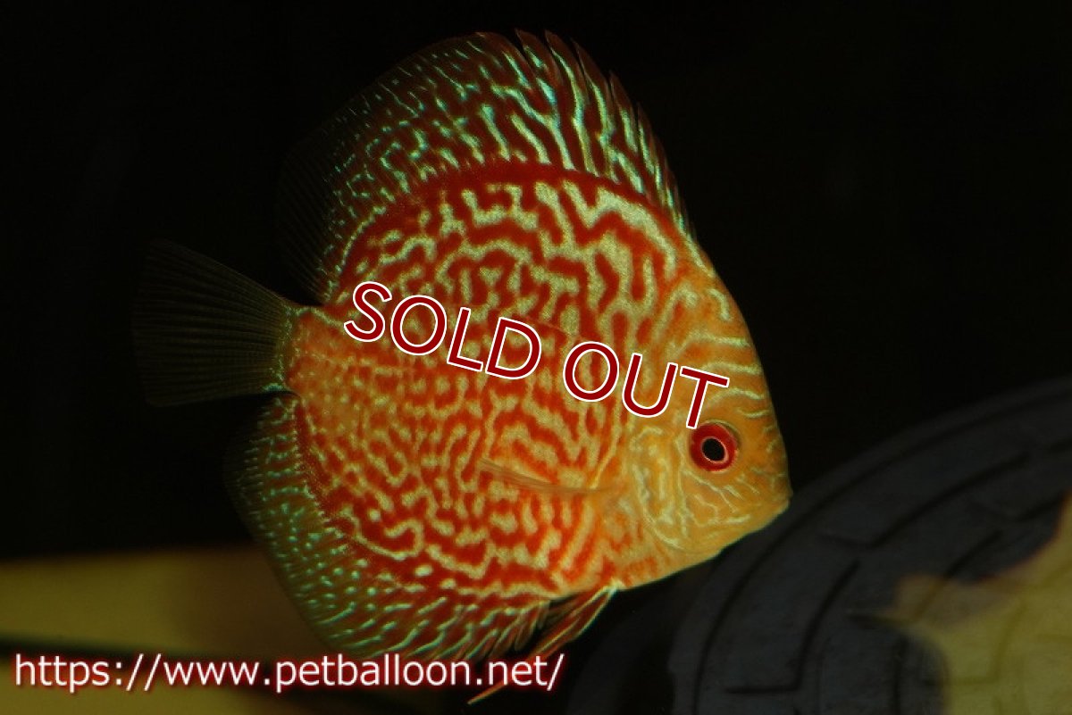 画像2: 【ディスカス】【通販】ハイボディスーパーレッドジャガースネーク5匹【サンプル画像】6-7cm（生体）ペナン　ブリーダー コイケンロック (2)