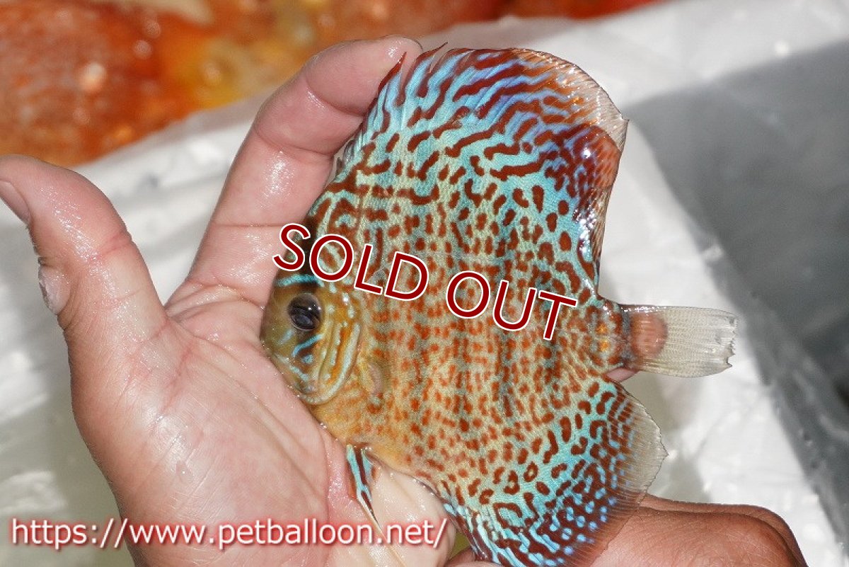 画像3: 【ディスカス】【通販】サクラレッドスポットグリーン　ハイフォーム5匹【サンプル画像】11cm（生体）マレーシア　KLディスカスファーム (3)